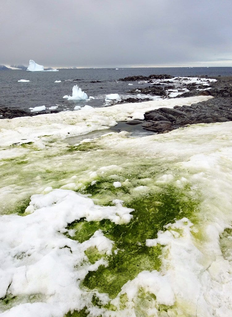 Green snow algae in Antarctica.