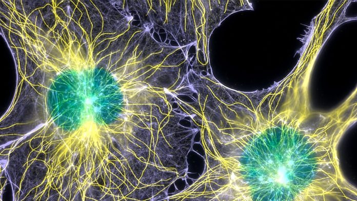 Actin-microtubules-and-nuclei-labeled-in-cells-by-immunofluorescence_Credit_Wittmann