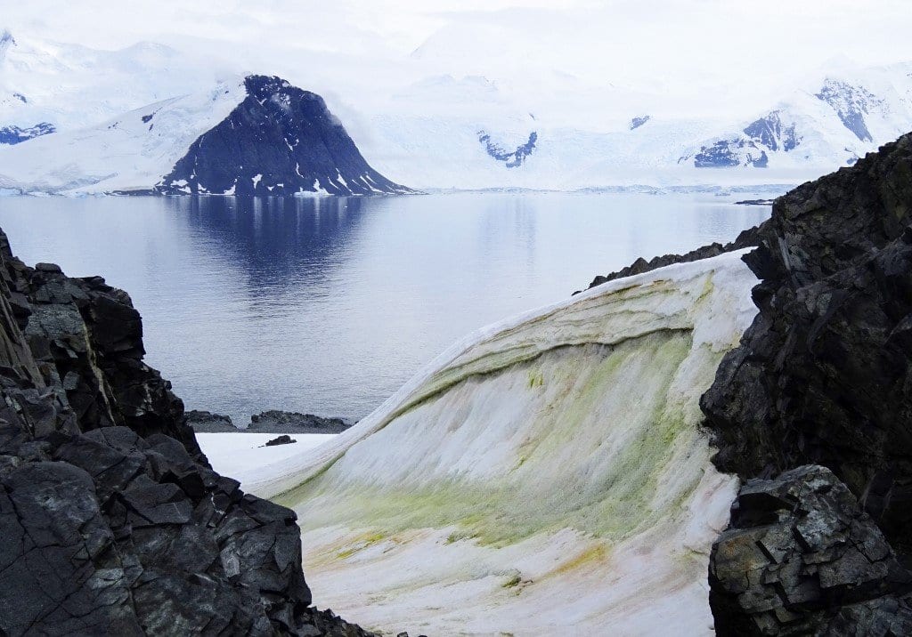 algae on an Island, in Antarctica.