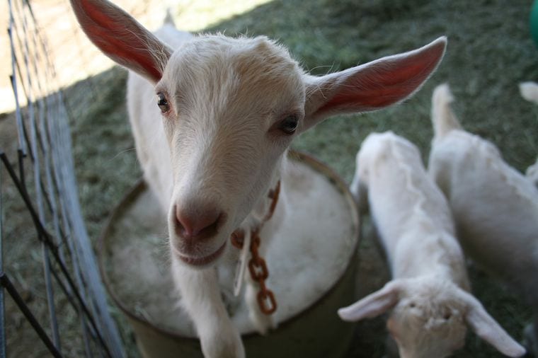 Transgenic Goats