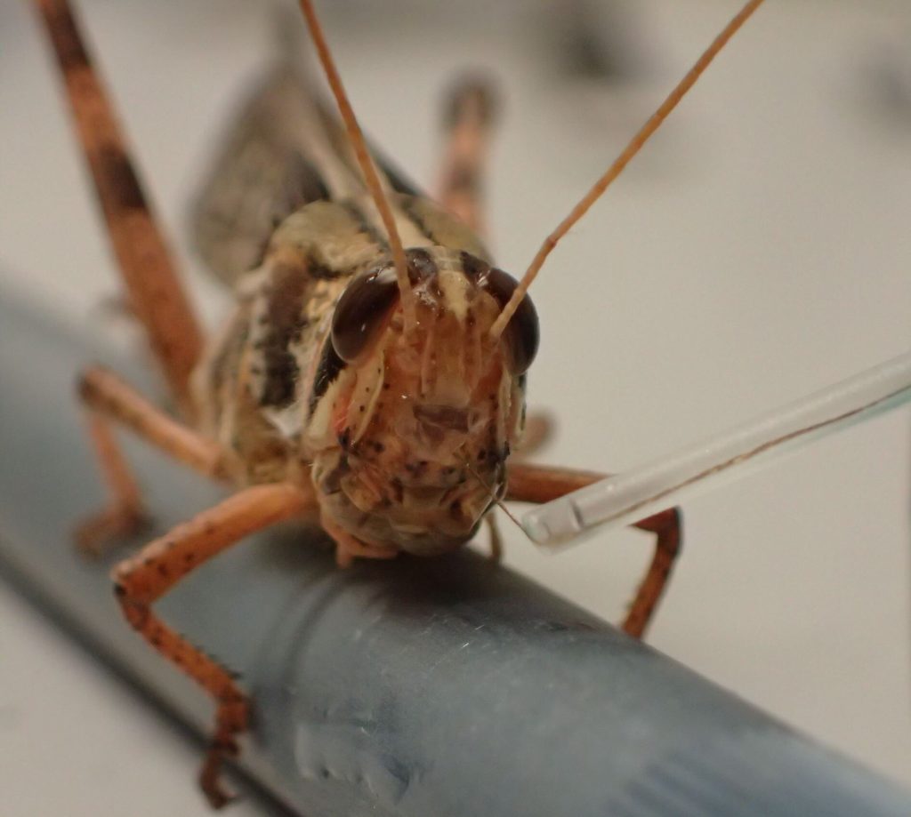 Locusts Turned Into Bomb-sniffing Cyborgs 