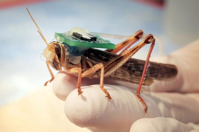 Locusts Turned Into Bomb-Detecting Cyborgs