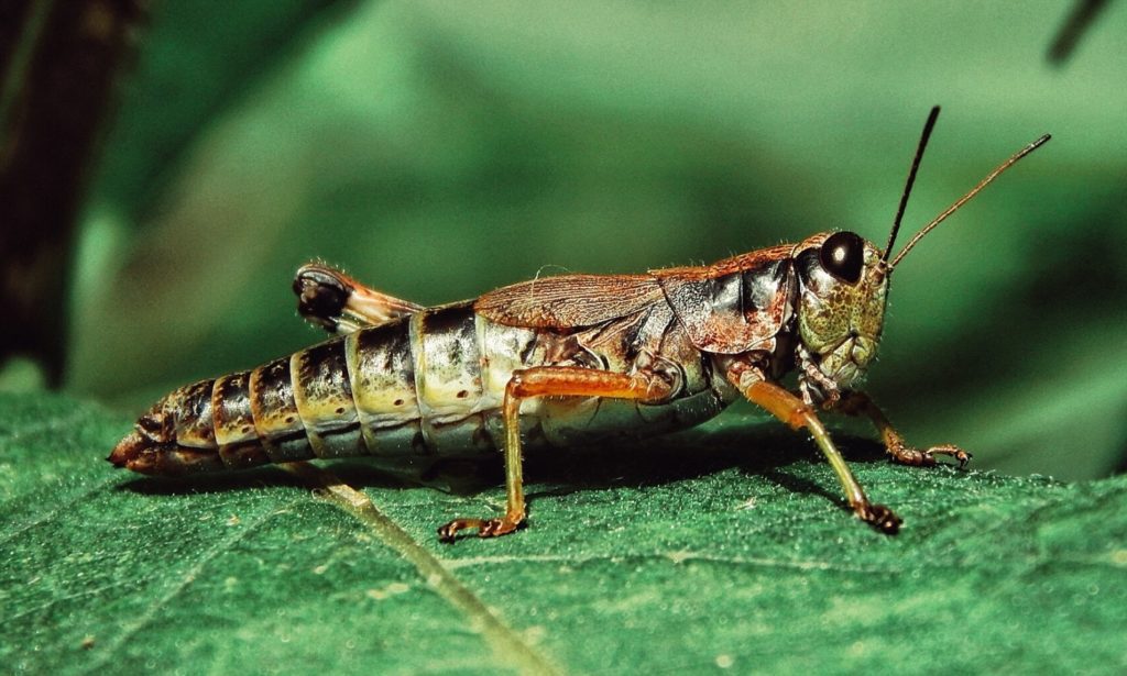 Locusts Turned into Successful Bomb-sniffing Cyborgs by Scientists