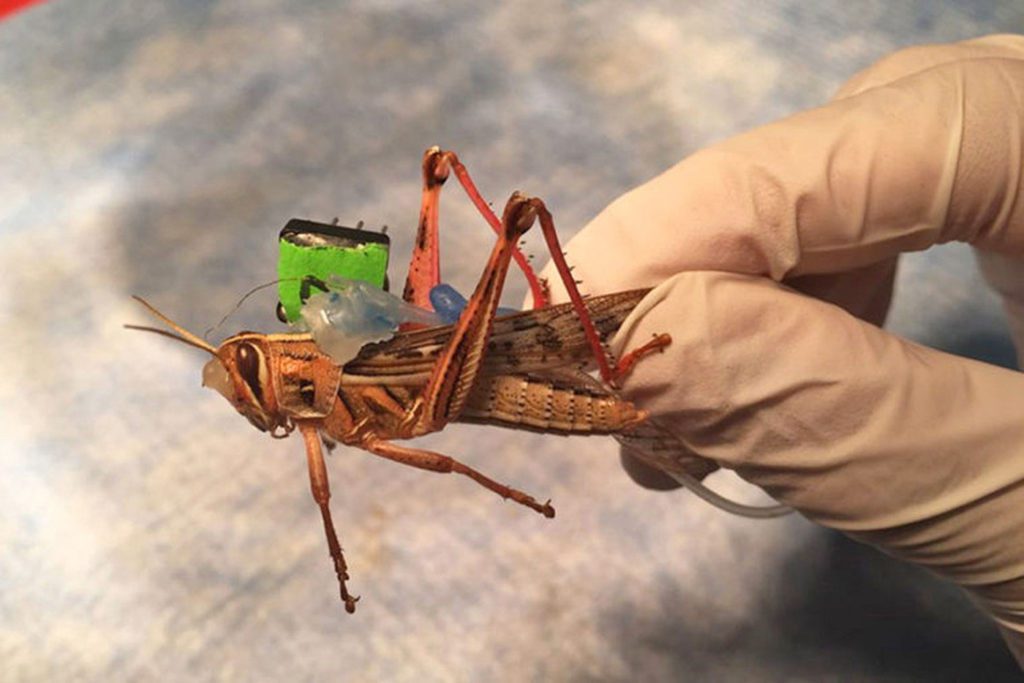Locusts Turned Into Bomb-Detecting Cyborgs 