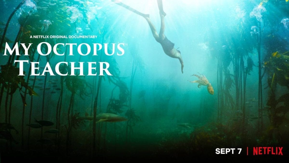 Documentales My-octopus-teacher-fi-e1599505789801