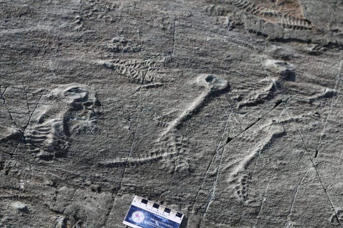 500 million year old social network