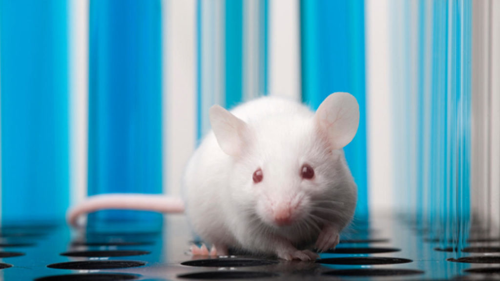 The Gene editing solution eradicated the disease in the unborn mice.