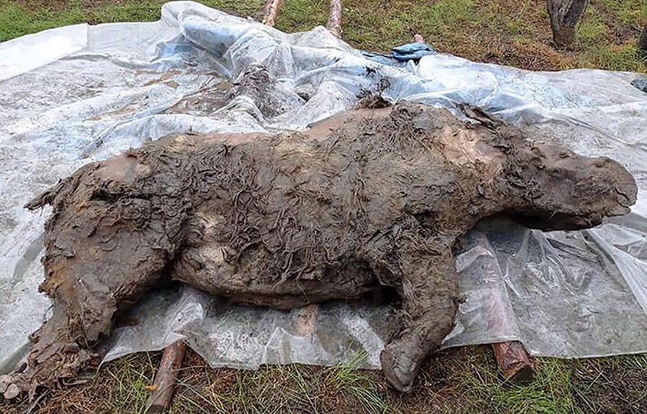 he Woolly Rhino carcass is 80 percent intact.