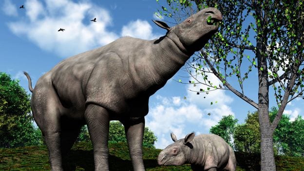 giant rhino fossils 