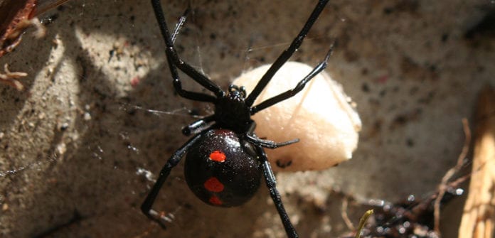deadly spider venom could repair hearts