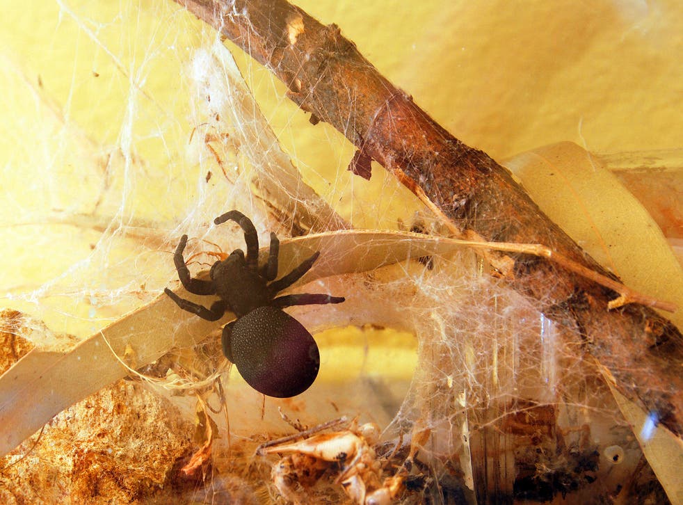 deadly spider venom could repair hearts